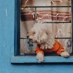 Профессиональный анализ игрового автомата The Dog House